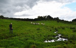 besserfleisch.de Bio Fleisch aus Weidehaltung
