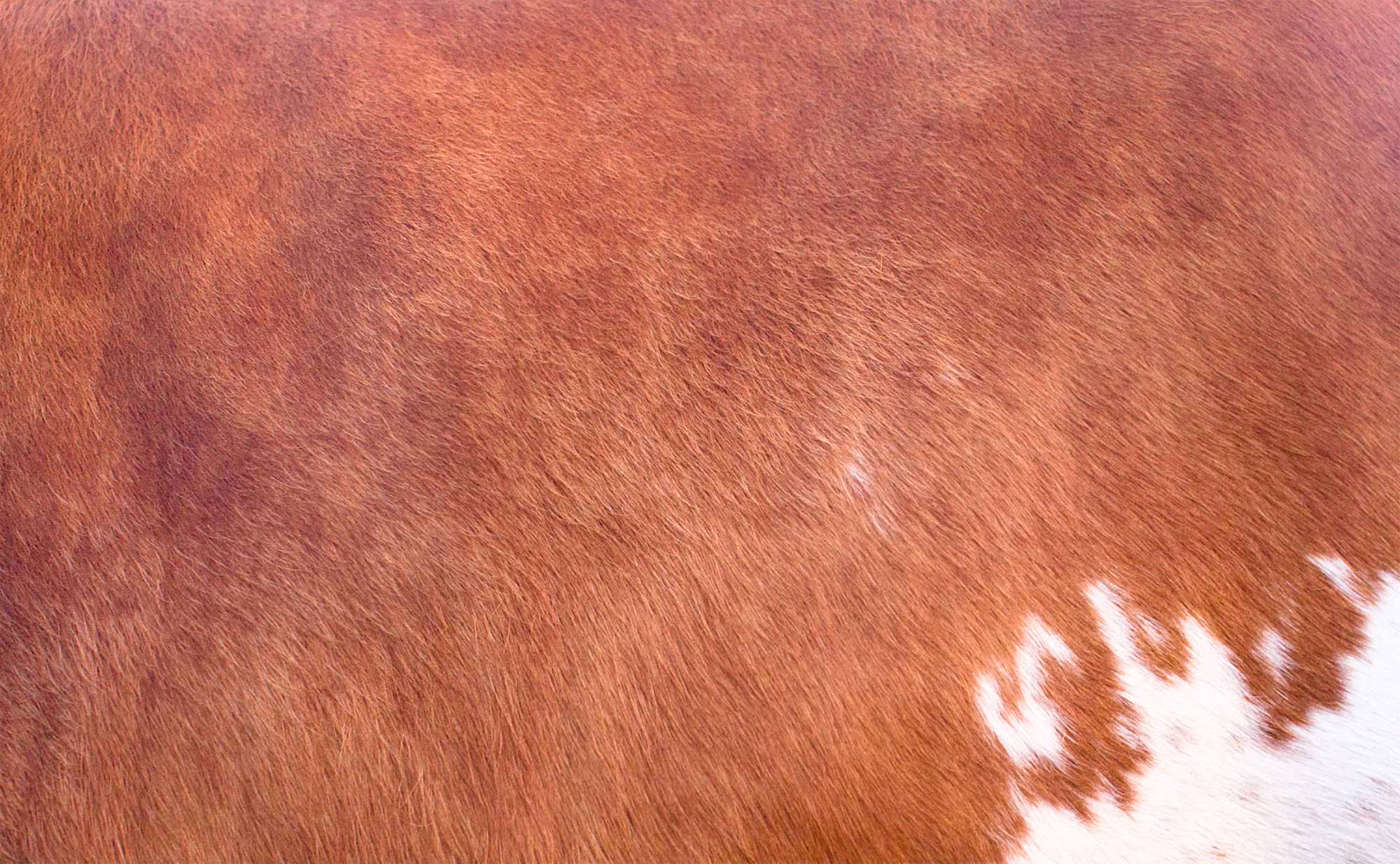 Besserfleisch-Rinderfell besserfleisch.de Bio Fleisch aus Weidehaltung