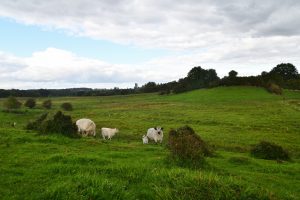 besserfleisch.de Bio Fleisch aus Weidehaltung