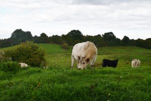 besserfleisch.de Bio Fleisch aus Weidehaltung
