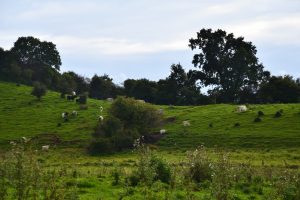 besserfleisch.de Bio Fleisch aus Weidehaltung