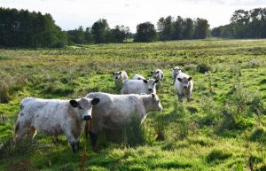 besserfleisch.de Bio Fleisch aus Weidehaltung