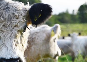 besserfleisch.de Bio Fleisch aus Weidehaltung