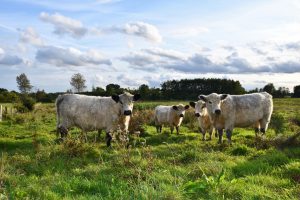 besserfleisch.de Bio Fleisch aus Weidehaltung