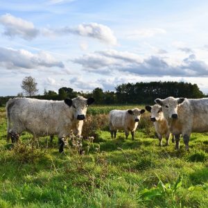 besserfleisch.de Bio Fleisch aus Weidehaltung