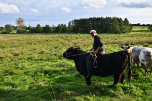 besserfleisch.de Bio Fleisch aus Weidehaltung