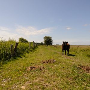 besserfleisch.de Bio Fleisch aus Weidehaltung
