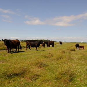 besserfleisch.de Bio Fleisch aus Weidehaltung