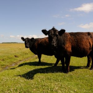 besserfleisch.de Bio Fleisch aus Weidehaltung