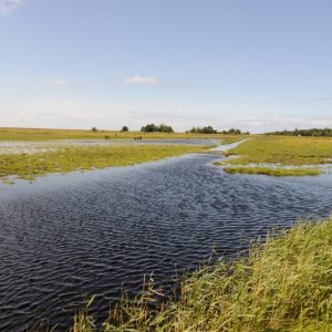 besserfleisch.de Bio Fleisch aus Weidehaltung