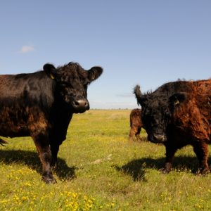 besserfleisch.de Bio Fleisch aus Weidehaltung