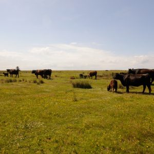 besserfleisch.de Bio Fleisch aus Weidehaltung