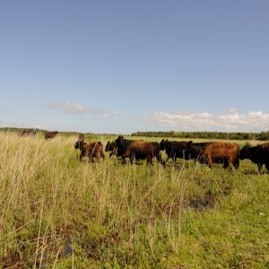 besserfleisch.de Bio Fleisch aus Weidehaltung