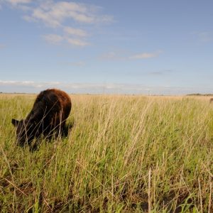 besserfleisch.de Bio Fleisch aus Weidehaltung