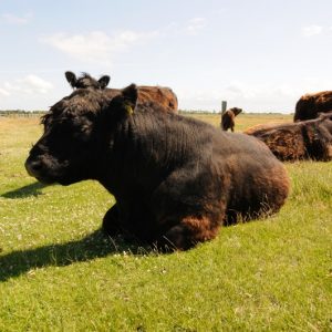 besserfleisch.de Bio Fleisch aus Weidehaltung