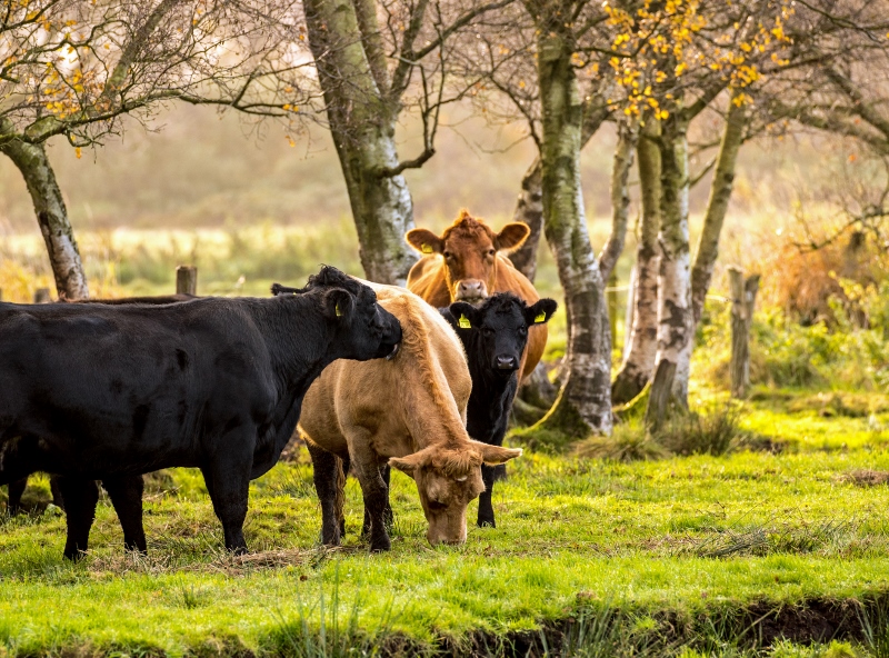 besserfleisch.de Bio Fleisch aus Weidehaltung