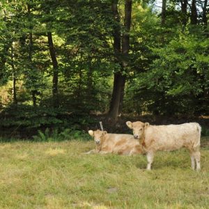 besserfleisch.de Bio Fleisch aus Weidehaltung