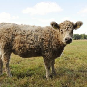 besserfleisch.de Bio Fleisch aus Weidehaltung