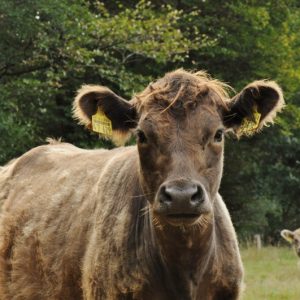 besserfleisch.de Bio Fleisch aus Weidehaltung