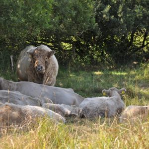 besserfleisch.de Bio Fleisch aus Weidehaltung