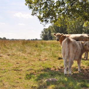 besserfleisch.de Bio Fleisch aus Weidehaltung