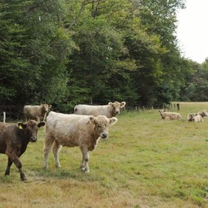 besserfleisch.de Bio Fleisch aus Weidehaltung