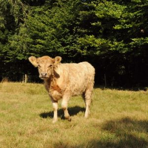 besserfleisch.de Bio Fleisch aus Weidehaltung
