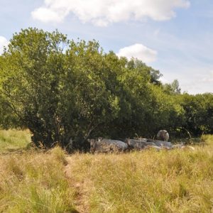 besserfleisch.de Bio Fleisch aus Weidehaltung