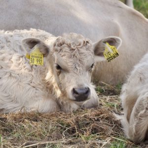 besserfleisch.de Bio Fleisch aus Weidehaltung