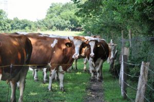 besserfleisch.de Bio Fleisch aus Weidehaltung