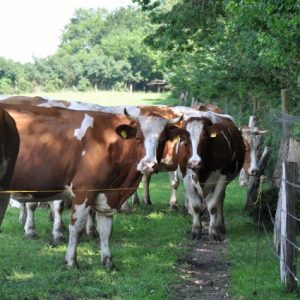 besserfleisch.de Bio Fleisch aus Weidehaltung