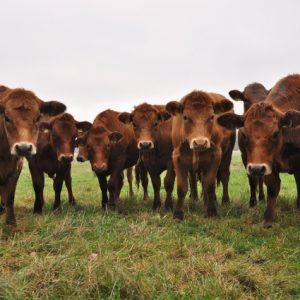 besserfleisch.de Bio Fleisch aus Weidehaltung