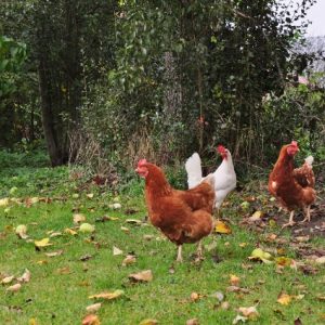 besserfleisch.de Bio Fleisch aus Weidehaltung