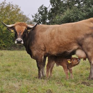 besserfleisch.de Bio Fleisch aus Weidehaltung