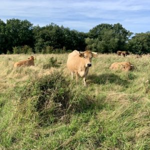besserfleisch.de Bio Fleisch aus Weidehaltung