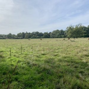 besserfleisch.de Bio Fleisch aus Weidehaltung