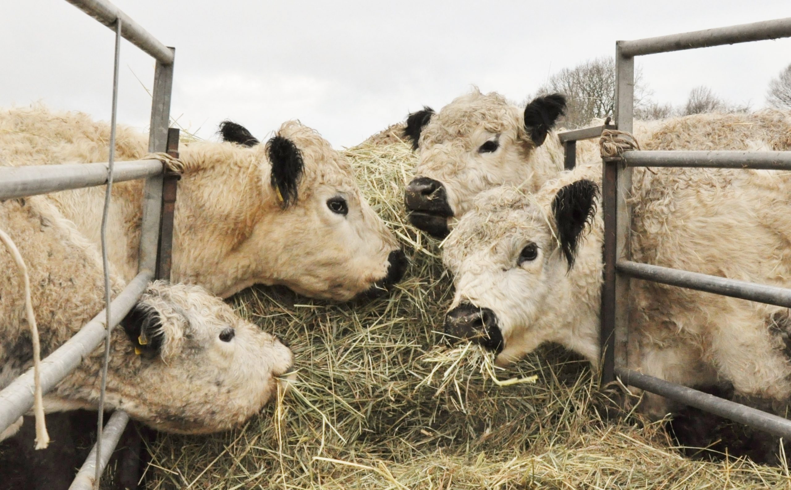 Werden die Rinder mit Soja gefüttert?