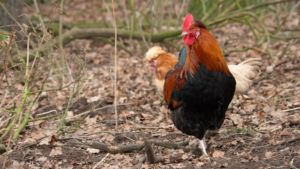 besserfleisch.de Bio Fleisch aus Weidehaltung