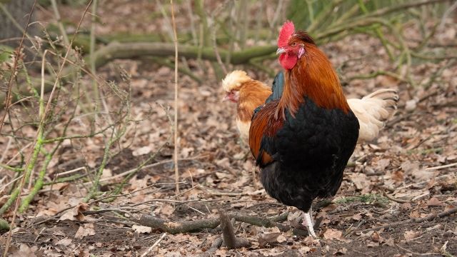 besserfleisch.de Bio Fleisch aus Weidehaltung