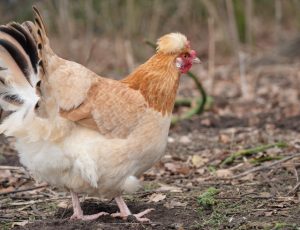 besserfleisch.de Bio Fleisch aus Weidehaltung