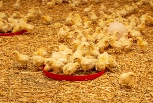 besserfleisch.de Bio Fleisch aus Weidehaltung