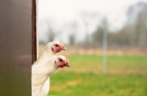 besserfleisch.de Bio Fleisch aus Weidehaltung