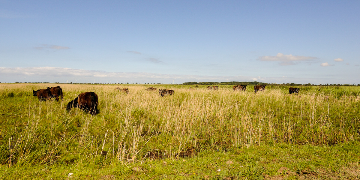 Fünf Fragen für den Fleischkauf